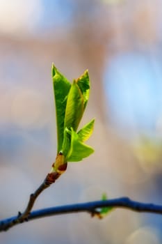 green spring leaves branch over blue sky