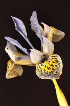 miniature iris