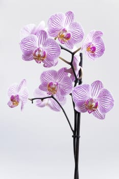 Branch of orchid with gentle flowers on a light background