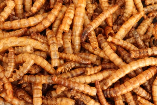 meal worms