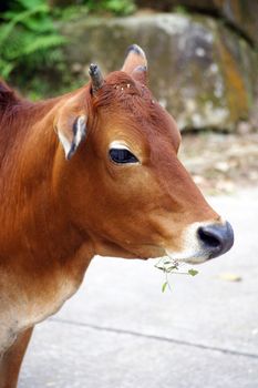 Cow eating grasses