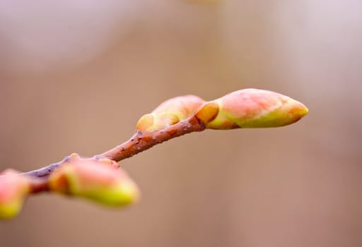 green spring bud on branch over blue sky