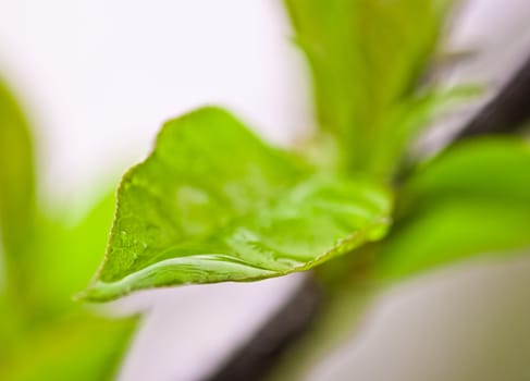 green spring leaves branch over gray sky