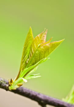 green spring leaves branch over blue sky