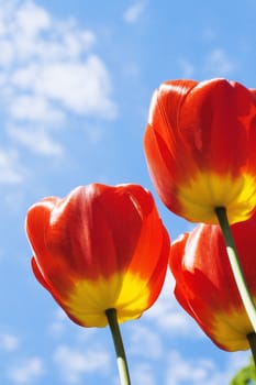 field with red tulips on a background blue sky in a sun day