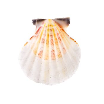 beauty radial seashell isolated on white background