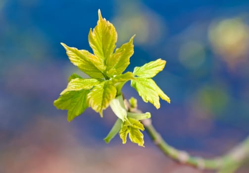 green spring branch with leaves over blue sky