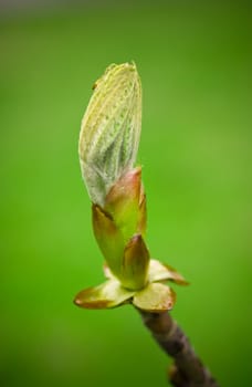 green spring bud on branch close up