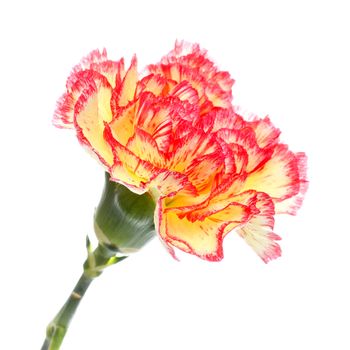single pink and yellow carnation isolated on white