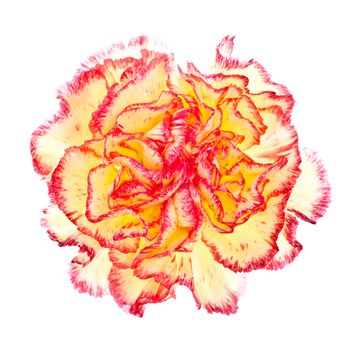 single pink and yellow carnation isolated on white