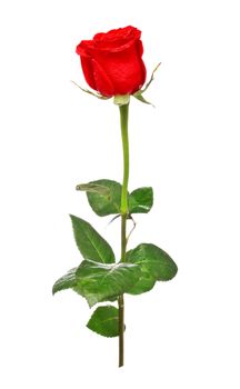 single red rose isolated on white background