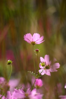 Pink flowers background