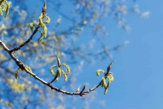 green spring branch with buds  over blue sky