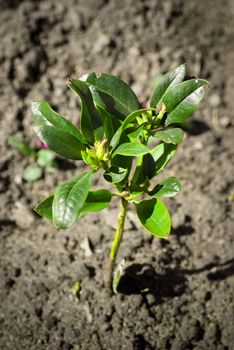 small green sprout at springtime, close up