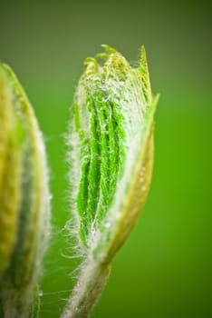 green spring bud on branch close up