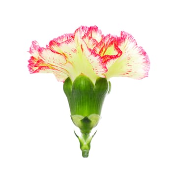 single pink and yellow carnation isolated on white