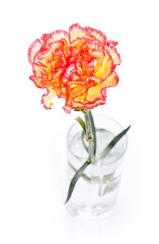 single carnation in glass isolated on white