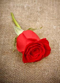 single bright red rose on old canvas