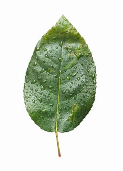 green leaf with waterdrops isolated on white background