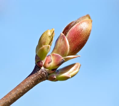 green spring bud on branch over blue sky