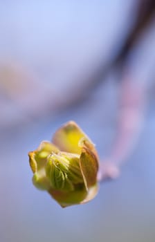 green spring bud on branch over blue sky