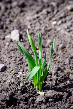 small green sprout at springtime, close up