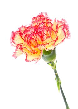 single pink and yellow carnation isolated on white