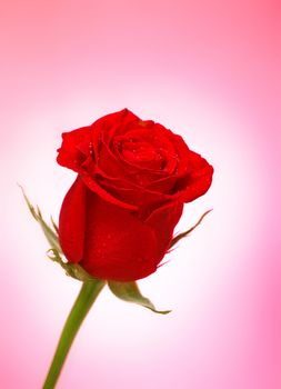 single bright red rose over pink background