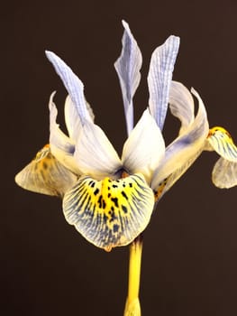 miniature iris