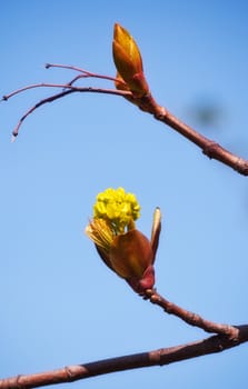 green spring bud on branch over blue sky