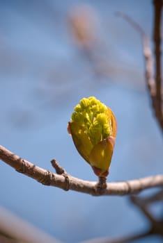 green spring bud on branch over blue sky