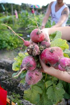 Harvesting beetroots from field