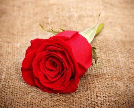 single bright red rose on old canvas