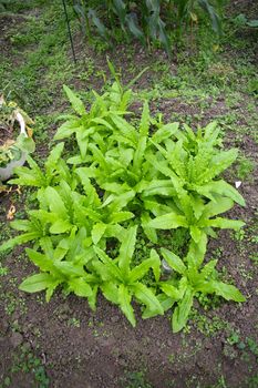 Fresh vegetables on field