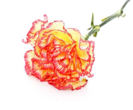 single pink and yellow carnation isolated on white