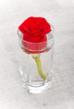 single red rose in glass on canvas