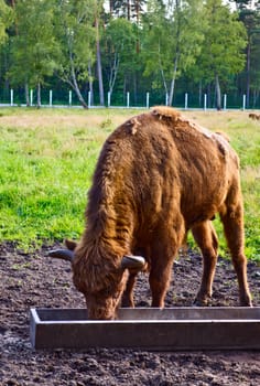 big aurochs in wildlife sanctuary, square composition