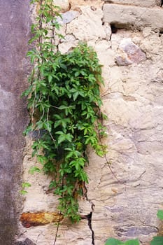 Green grasses on wall