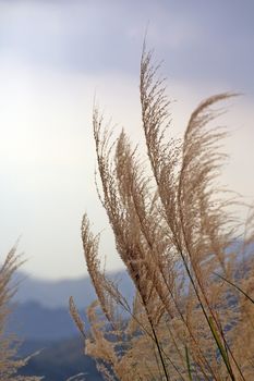 Moving grasses in autumn