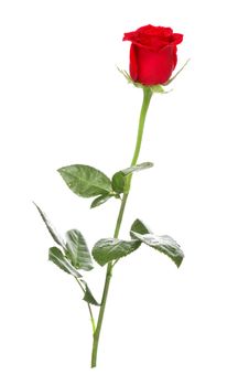 single dark red rose isolated on white