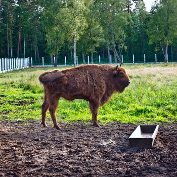 big aurochs in wildlife sanctuary, square composition