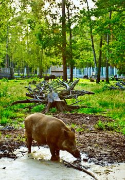 wild boar in dirty pool, natural habitat