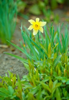 bright daffodil at arrival of spring season