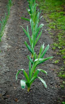 fresh green garlic bed in spring day