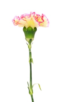 single pink and yellow carnation isolated on white