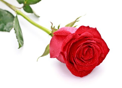 single dark red rose isolated on white