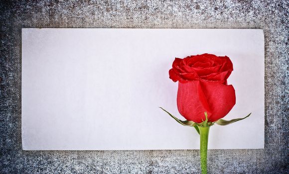 red rose on frozen canvas and blank envelope, template