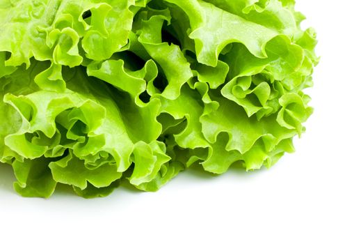 fresh green lettuce leaves isolated on white