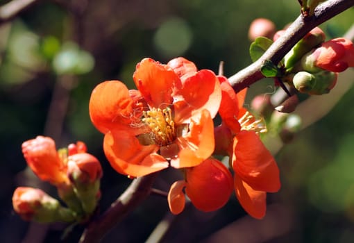 Branch of bush with vivid red flower, macro