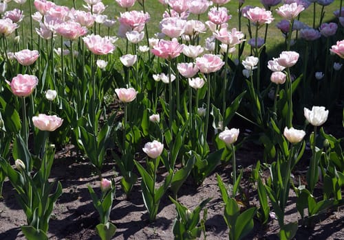 Field where growing tulips, pink and white